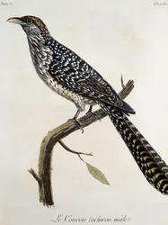Coucou tachirou mâle, gravure de Histoire Naturelle des Oiseaux d