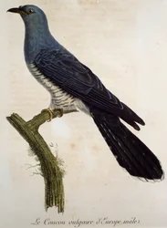 Coucou gris mâle (Cuculus canorus), gravure de Histoire Naturelle des Oiseaux d