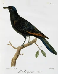 Étourneau à ailes rouges mâle, gravure de Histoire Naturelle des Oiseaux d
