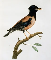Étourneau roselin mâle (Sturnus roseus), gravure de Histoire Naturelle des Oiseaux d