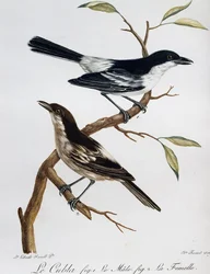 Mâle et femelle de Puffback à dos noir (Dryoscopus cubla), gravure de Histoire Naturelle des Oiseaux d