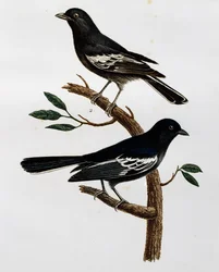 Mâle et femelle de mésange noire (Parus niger), gravure tirée de Histoire Naturelle des Oiseaux d