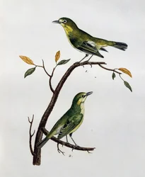 Mâle et femelle de Zostérops pâle (Zosterops pallidus), gravure de Histoire Naturelle des Oiseaux d