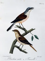 Pie-grièche écorcheur mâle et femelle, gravure de Histoire Naturelle des Oiseaux d