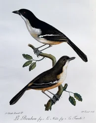 Boubou méridional mâle et femelle (Laniarius ferrugineus), gravure de Histoire Naturelle des Oiseaux d