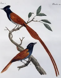 Gobemouche gris mâle et femelle, gravure de Histoire Naturelle des Oiseaux d