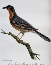 Merle roux à collier noir, gravure de Histoire Naturelle des Oiseaux d