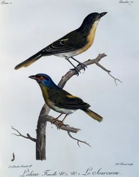Pririt à dos vert (Telophorus olivaceus), gravure de Histoire Naturelle des Oiseaux d