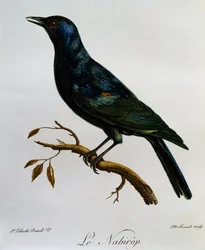 Étourneau à ailes pâles (Onychognathus nabouroup), gravure de Histoire Naturelle des Oiseaux d