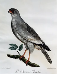 Autour chanteur pâle (Melierax canorus), gravure de Histoire Naturelle des Oiseaux d