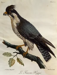 Faucon pèlerin (Falco peregrinus), gravure de Histoire Naturelle des Oiseaux d