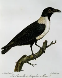 Corbeau pie, gravure de Histoire Naturelle des Oiseaux d
