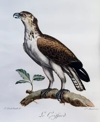 Circaète Jean-le-Blanc (Circaetus gallicus), gravure de Histoire Naturelle des Oiseaux d