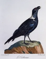 Corbeau à cou blanc (Corvus albicollis), gravure de Histoire Naturelle des Oiseaux d