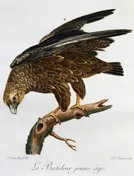 Jeune Bateleur (Terathopius ecaudatus), gravure de Histoire Naturelle des Oiseaux d