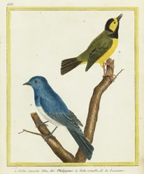 Monarque à collier noir, Hypothymis azurea 1, et paruline à capuchon, Setophaga citrina 2