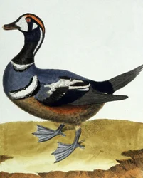 Canard à collier