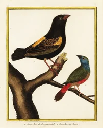 Evêque du Cap, Euplectes capensis 1, et pinson perroquet à queue pointue, Erythrura prasina 2