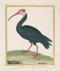 Courly à tête nue, du Cap de Bonne Espérance, 1770-1786