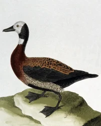 Canard de Maragnan