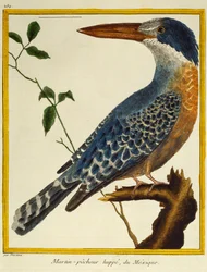 Martin-pêcheur géant, de Histoire naturelle des oiseaux