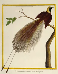 Grand oiseau de paradis (Paradisaea apoda), de Histoire naturelle des oiseaux