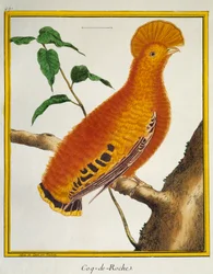 Coq-de-roche orange (Rupicola rupicola), de Histoire naturelle des oiseaux