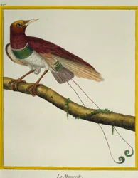 Roi des oiseaux de paradis (Cicinnurus regius), de Histoire naturelle des oiseaux