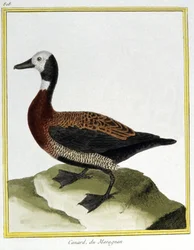 Science. Zoologie. Canard siffleur eurasien. Gravure de François Nicolas Martinet dans : Histoire naturelle des oiseaux, par Georges Louis Leclerc de Buffon, France, vers 1777 (gravure en couleur)