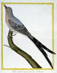 Science. Zoologie. Gobemouche du Mexique. Gravure par François Nicolas Martinet dans : Histoire naturelle des oiseaux, par Georges Louis Leclerc de Buffon, France, c.1777