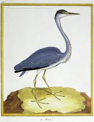 Science. Zoologie. Héron. Gravure par François Nicolas Martinet dans : Histoire naturelle des oiseaux, par Georges Louis Leclerc de Buffon, France, c.1777