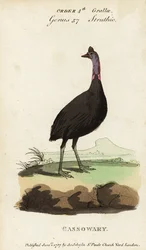 Casoar à casque, Casuarius casuarius