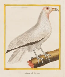 Vautour de Norwege,
1787 (Gravure coloriée à la main)