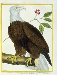 Pygargue à tête blanche