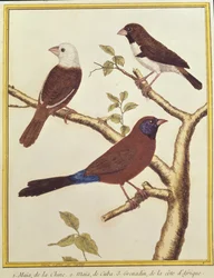 Munia à tête blanche, mangeur de graines doublement coloré et astrild à oreilles violettes