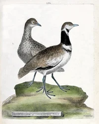Planche zoologique (ornithologie) : devant : petite outarde ou petit mâle canepetière et derrière : femelle petite canepetière (outarde canepetière ou tetrax tetrax). Illustration dans « L