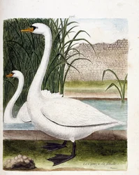 Planche zoologique (ornithologie) : devant : le cygne et derrière sa femelle (cygne tuberculé ou cygnus olor). Illustration dans « L