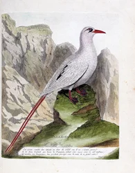 Planche zoologique (ornithologie) : paille-en-queue à brins rouges (queue-en-paille ou phaéton à brins rouges ou rubricauda). Illustration dans « L