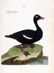 Planche zoologique (ornithologie) : macreuse brune (melanitta fusca). Illustration dans « L