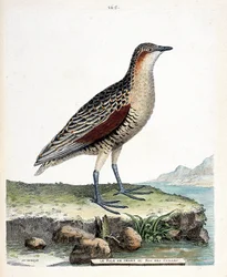 Planche zoologique (ornithologie) : Le râle des genêts ou roi des cailles (crex crex). Illustration dans « L