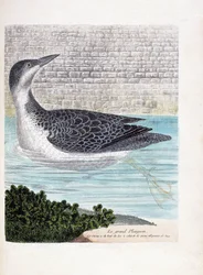 Carte zoologique (ornithologie) : plongeon imbrin (gavia immer). Illustration dans « L