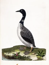 Carte zoologique (ornithologie) : plongeon imbrin (gavia immer). Illustration dans « L