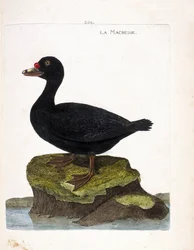 Planche zoologique (ornithologie) : le macreuse (macreuse noire ou melanitta nigra). Illustration dans « L