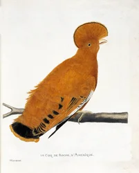 Planche zoologique (ornithologie) : Coq de roche américain (coq orange ou rupicola rupicola) sur une branche