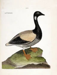 Tableau zoologique (ornithologie) : bernache cravant (branta bernicla). Illustration dans « L