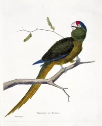 Planche zoologique (ornithologie) : Perruche brésilienne (conure à front rouge ou aratinga canicularis) sur une branche. Illustration dans « L