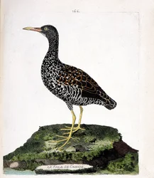 Carte zoologique (ornithologie) : râle de Cayenne (pardirallus maculatus). Illustration dans « L