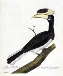 Planche zoologique (ornithologie) : Calao de Malabar (Anthracoceros coronatus) sur une branche. Illustration dans « L