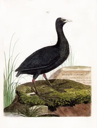 Planche zoologique (ornithologie) : Foulque macroule (macroule cot ou fulica atra). Illustration dans « L