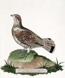 Planche zoologique (ornithologie) : Gélinotte femelle (gélinotte des bois ou bonasia bonasia). Illustration dans « L